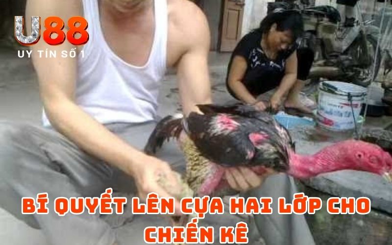 Bí quyết lên cựa hai lớp cho chiến kê