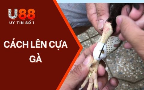 Cách Lên Cựa Gà Đơn Giản Nhưng Hiệu Quả Từ Cao Thủ U88