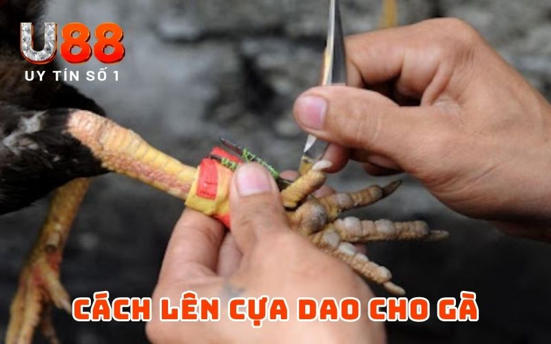 Cách lên cựa dao cho gà