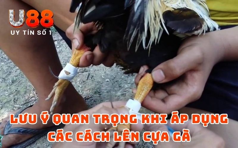 Lưu ý quan trọng khi áp dụng các cách lên cựa gà